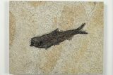Detailed Fossil Fish (Knightia) - Wyoming #203182-1